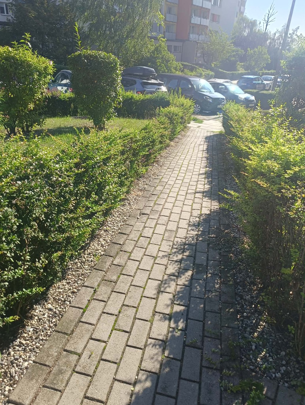 Żywopłot z wystającymi pędami przed przycięciem przy chodniku